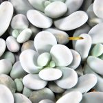 Pachyphytum Oviferum Moonstones Leaf Cutting Succulent Plants Uk