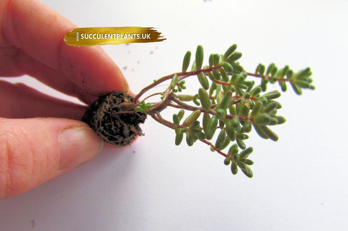 How To Root Sedum Cuttings Succulent Plants Uk