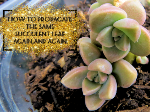 How To Propagate the Same Succulent Leaf Again and Again. – Succulent ...