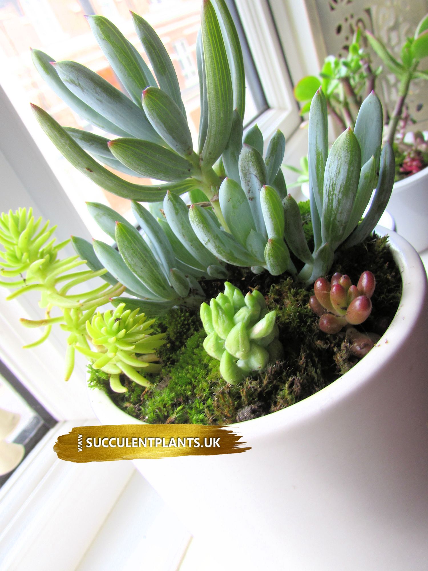 Mini Succulent Gardens Root Cuttings With Style Succulent Plants Uk