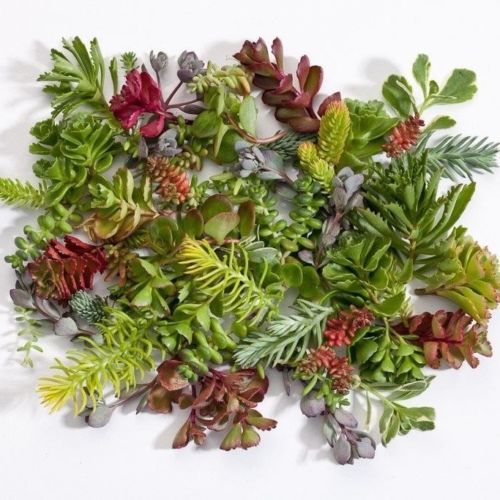 10 Assorted Variety Succulent Cuttings - Winter Hardy Garden Collection