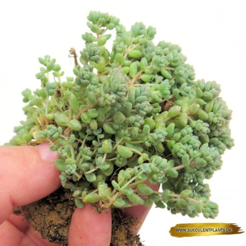 Sedum Dasyphyllum - Stem Cutting - Image 2