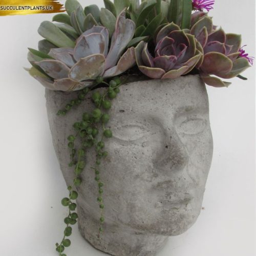 ZOE – LARGE CONCRETE HEAD PLANTER – Succulent Plants UK