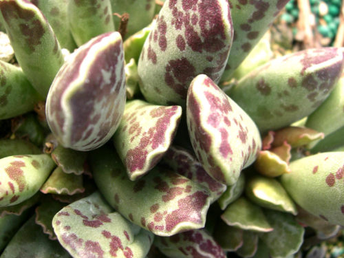 Adromischus cooperi - Rooted Plant - Image 2