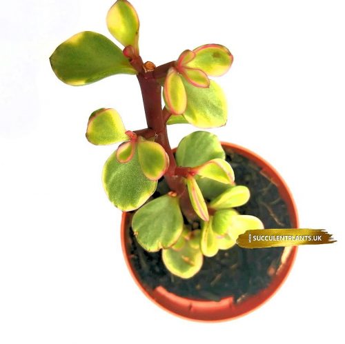 Variegated Elephant Bush - Portulacaria afra f. variegata -  Plant