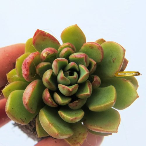 Graptoveria Darley Dale – Rooted Plant – Succulent Plants UK