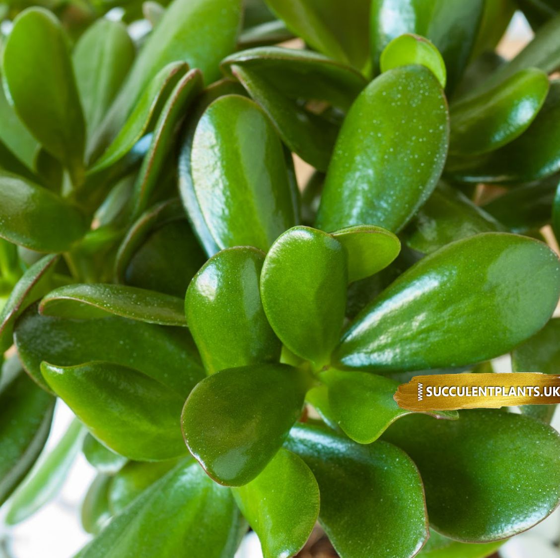 money jade plant tree leaf crassula ovata cutting succulent