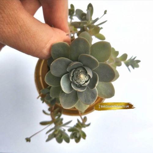 Orostachys Iwarenge – Chinese Dunce Cap - Rooted Plant