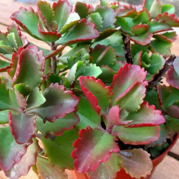 Kalanchoe sexangularis ( Red ) – Rooted Plant – Succulent Plants UK