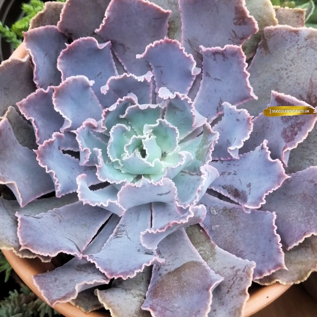 Echeveria Pink Frills