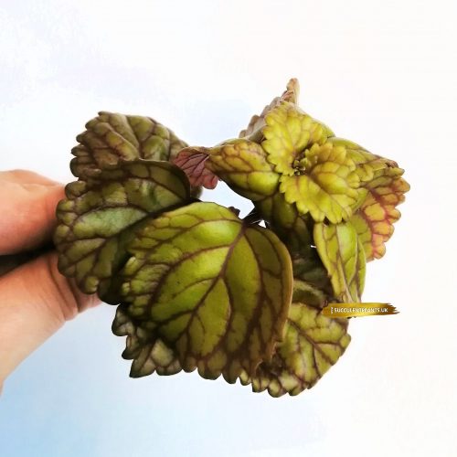 Plectranthus verticillatus - Stem Cutting.