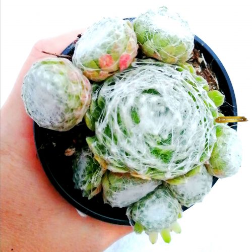 5 Sempervivum Houseleek Hen & Chicks / Jovibarba - Large Plants - Image 7