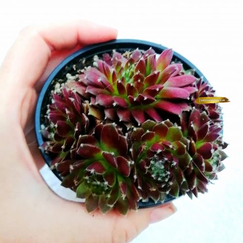 5 Sempervivum Houseleek Hen & Chicks / Jovibarba - Large Plants - Image 13