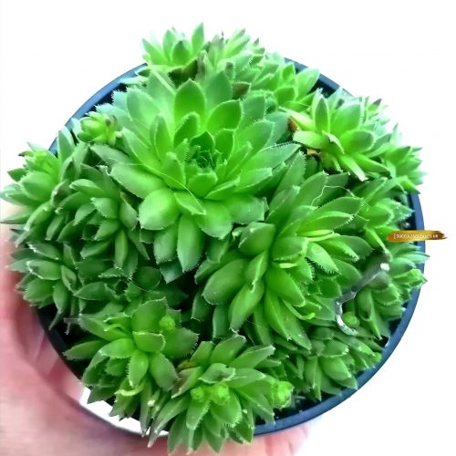 5 Sempervivum Houseleek Hen & Chicks / Jovibarba - Large Plants - Image 3