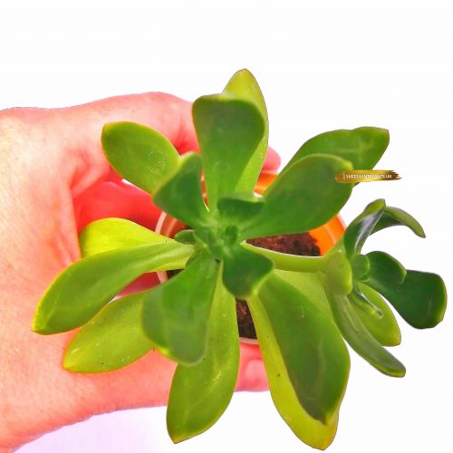 Sedum Dendroideum Plant - Rooted Plant