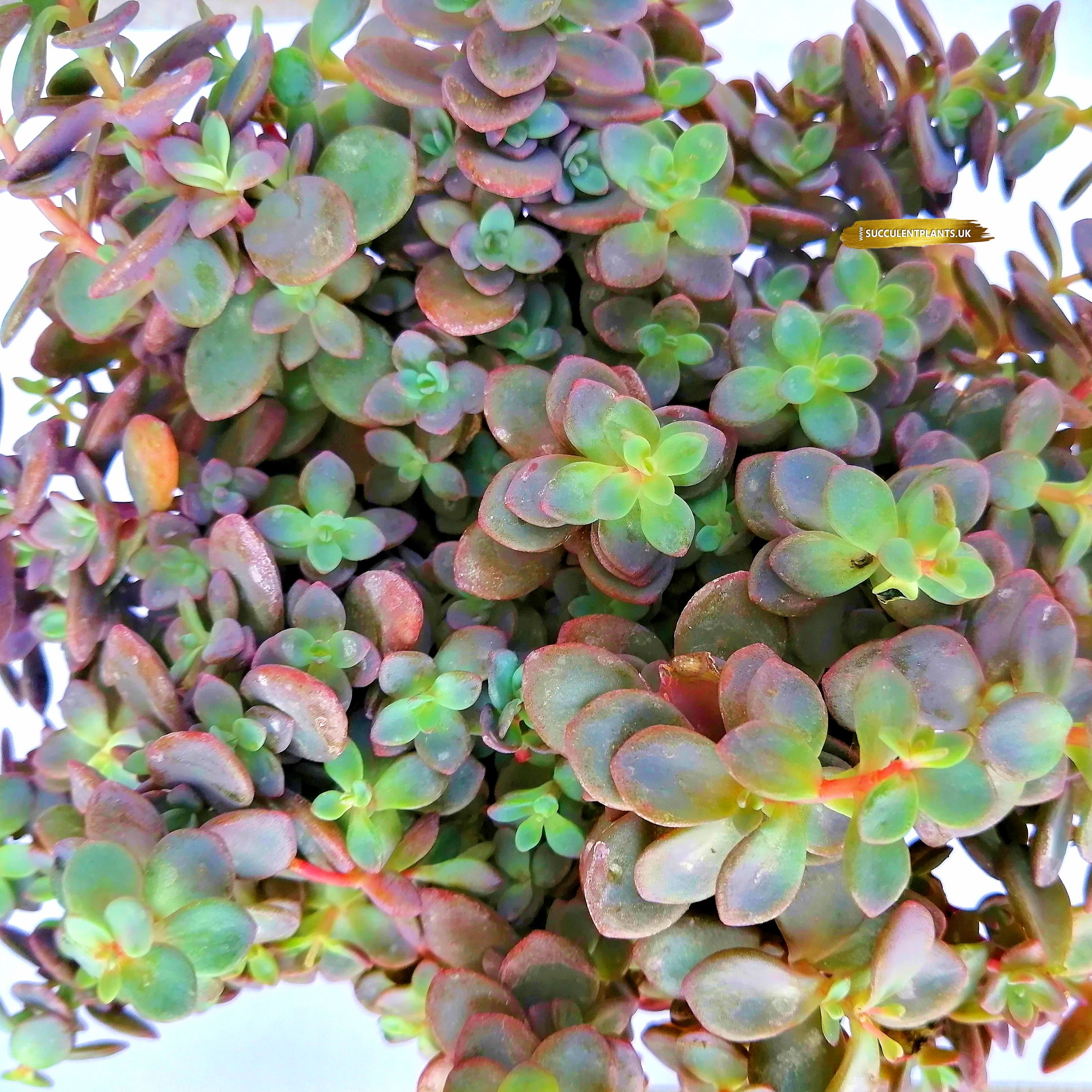 Sedum Cauticola lidakense – Cutting – Succulent Plants UK