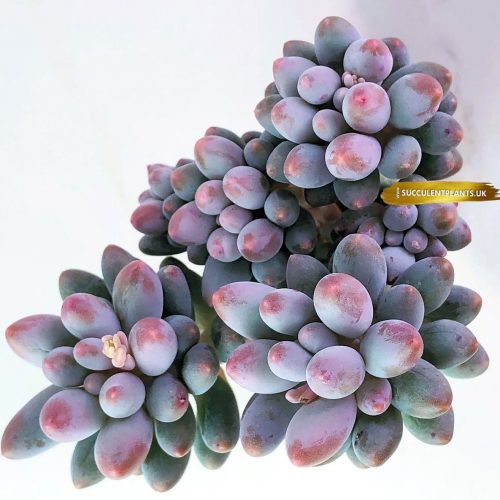 Rare - Pachyphytum 'Machucae' Baby fingers - Leaf Cutting