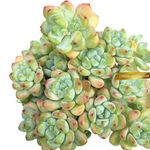 Sedum Clavatum- Leaf Cutting