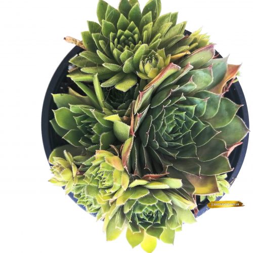 5 Sempervivum Houseleek Hen & Chicks / Jovibarba - Large Plants - Image 5