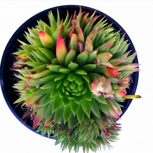 5 Sempervivum Houseleek Hen & Chicks / Jovibarba - Large Plants - Image 4