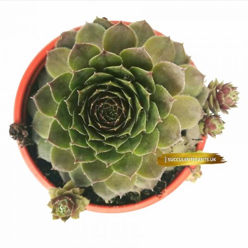 5 Sempervivum Houseleek Hen & Chicks / Jovibarba - Large Plants - Image 11