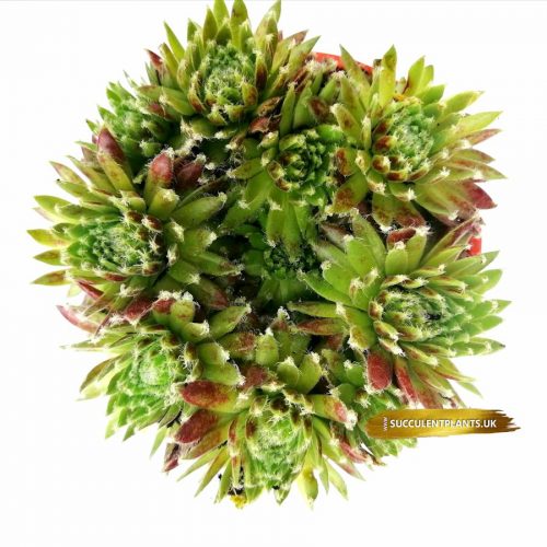 5 Sempervivum Houseleek Hen & Chicks / Jovibarba - Large Plants - Image 10