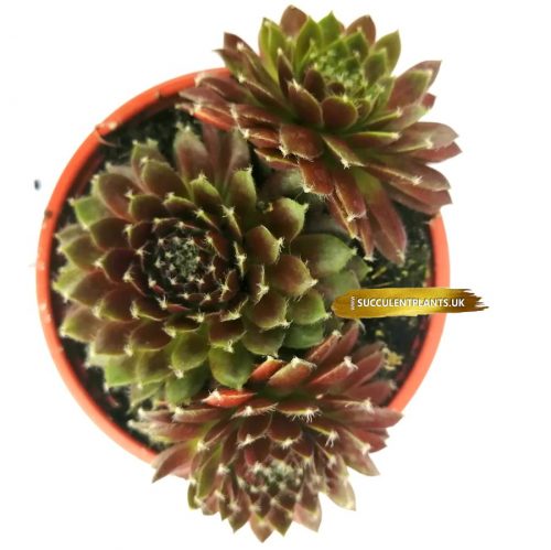 5 Sempervivum Houseleek Hen & Chicks / Jovibarba - Large Plants - Image 8