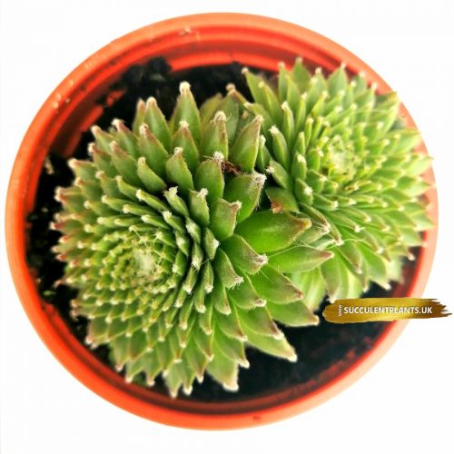 5 Sempervivum Houseleek Hen & Chicks / Jovibarba - Large Plants - Image 2