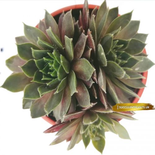 5 Sempervivum Houseleek Hen & Chicks / Jovibarba - Large Plants - Image 6