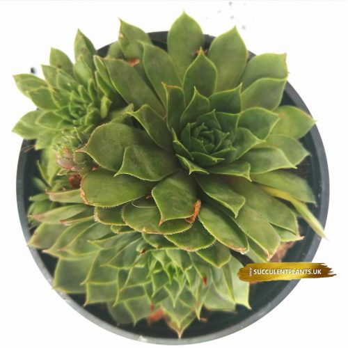 5 Sempervivum Houseleek Hen & Chicks / Jovibarba - Large Plants - Image 9