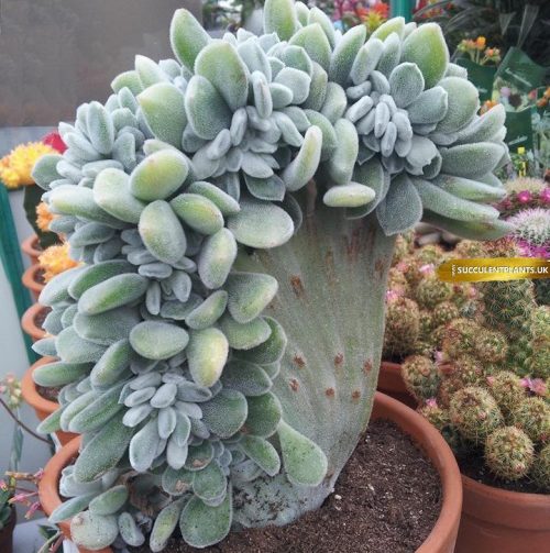 Echeveria Forma 'Frosty' Cristata. Rare crested succulent - Leaf Cutting - Image 2