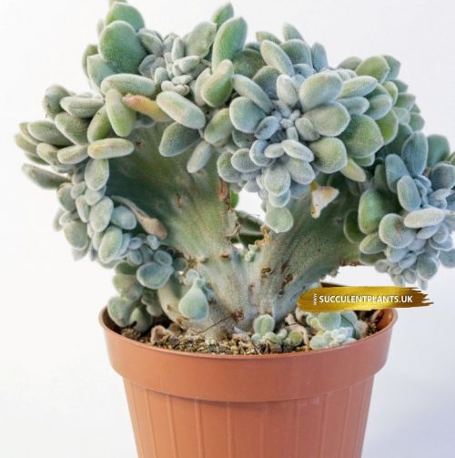Echeveria Forma 'Frosty' Cristata. Rare crested succulent - Leaf Cutting