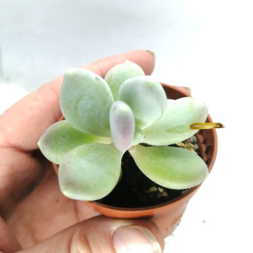 Rare Pachyveria Glutinicaule - Rooted Plant