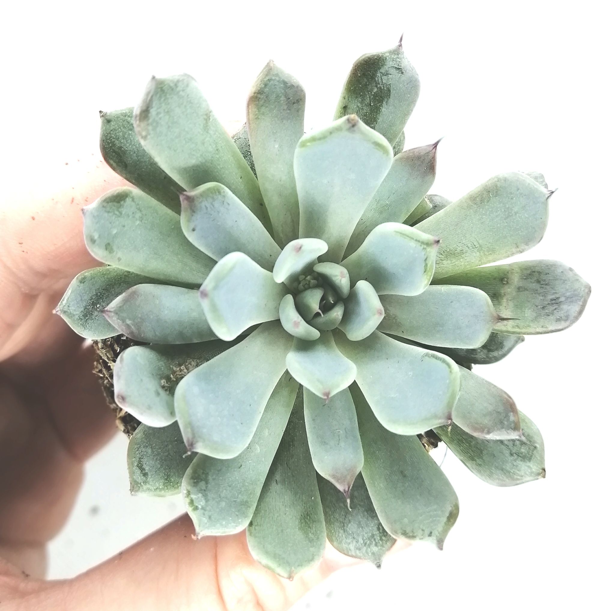 Echeveria Texensis – Rooted Plant – Succulent Plants UK