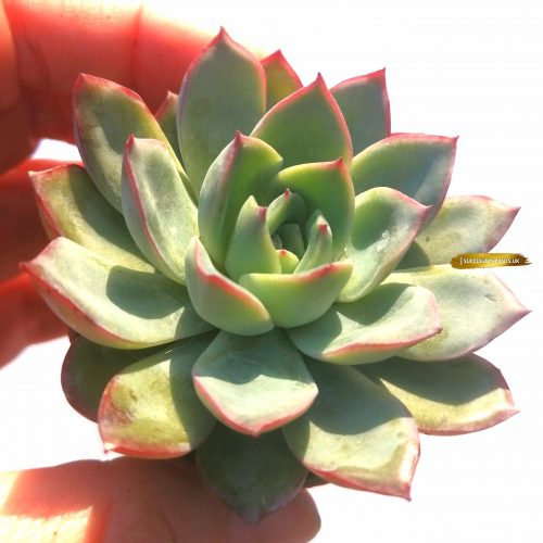 Echeveria Puli-lindsayana - Rooted Plant - Image 3