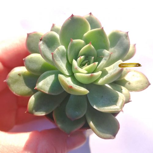 Echeveria Puli-lindsayana - Rooted Plant