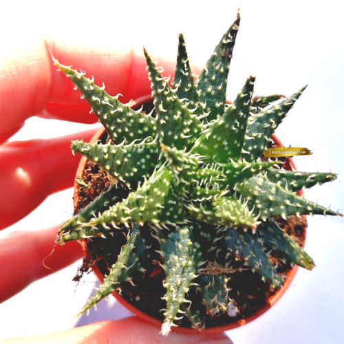 Aloe Humilis - Rooted Plant