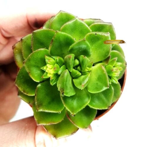 Sedeveria Letizia - Rooted Plant