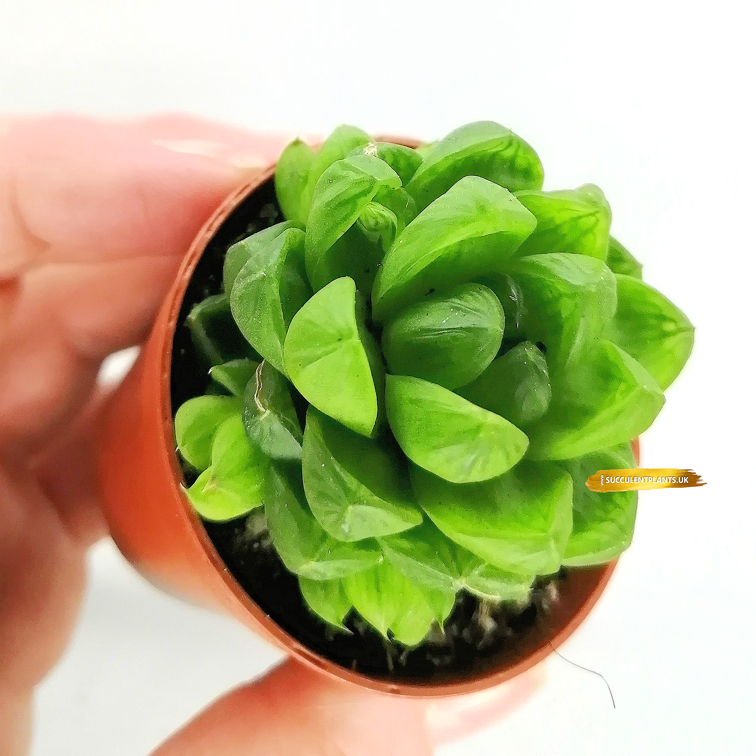 This Succulent Has Transparent Leaves - Shop Haworthia Cooperi