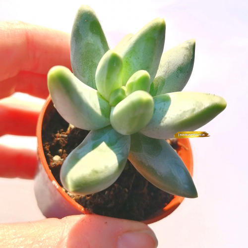 Pachyveria glauca Little Jewel - Rooted Plant