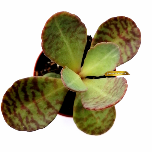 Kalanchoe Humilis - Rooted Plant