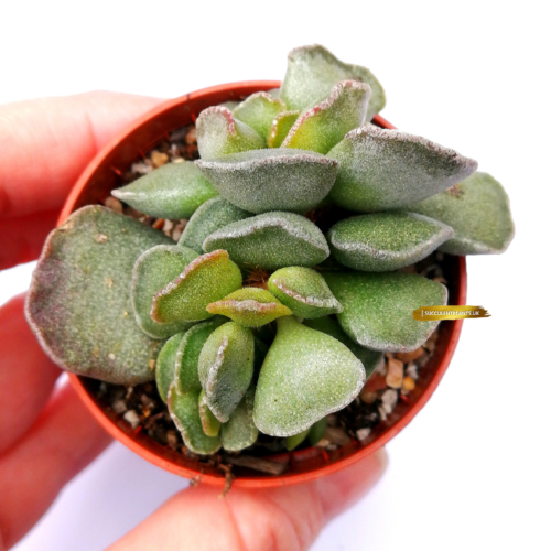 Adromischus  - Rooted Plant
