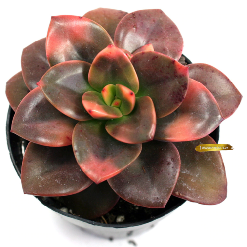 Echeveria Chroma - Leaf Cutting