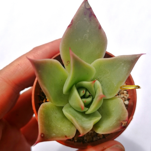 Rare Hybrid Echeveria - Peaches and Cream  - Rooted Plant