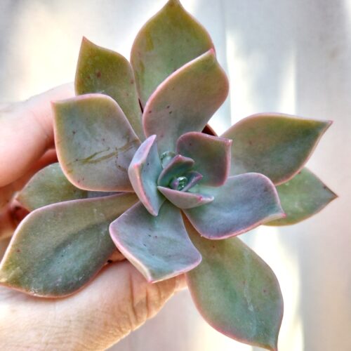 Graptoveria Debbie - Rooted Plant