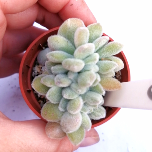 Echeveria Forma 'Frosty' Cristata. Rare crested succulent - Rooted Plant