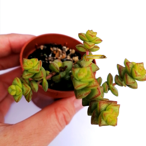 Crassula Marnieriana Tom Thumb - Rooted Plant