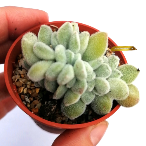 Echeveria Forma 'Frosty' Cristata. Rare crested succulent - Rooted Plant - Image 3