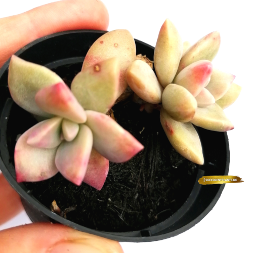 Graptopetalum Purple Haze Double Head Plant - RARE  SUCCULENT
