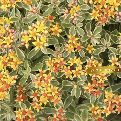 Sedum kamschaticum Variegatum - Rooted Plant